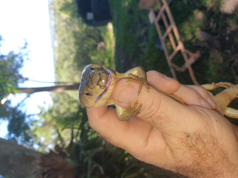 Pink-Tongued_Skink__Cyclodomorphus_gerrardii__022.jpg