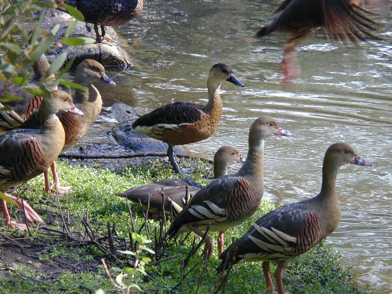 Plumed_Whistling-Duck__Dendrocygna_eytoni__001.jpg