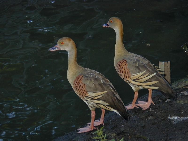 Plumed_Whistling-Duck__Dendrocygna_eytoni__002.jpg