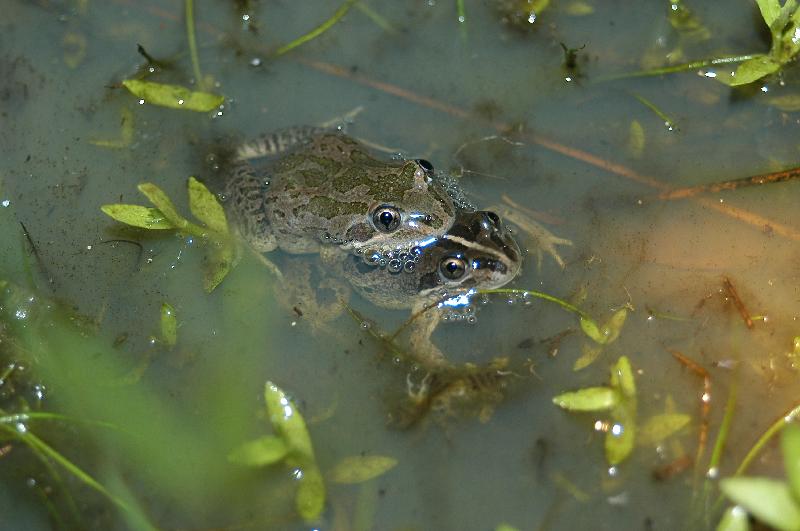 Pobblebonk__Limnodynastes_dorsalis__002.jpg