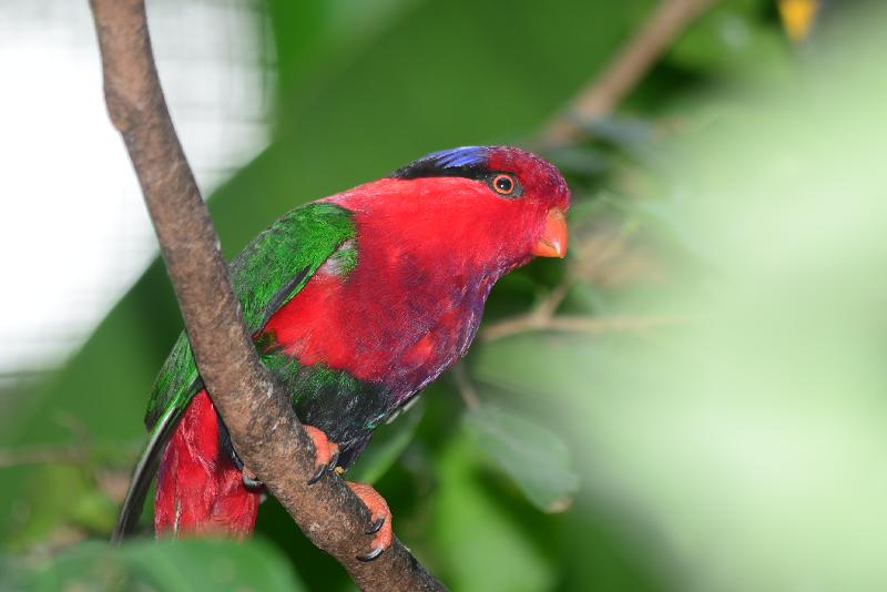 Purple-Bellied_Lory__Lorius_hypoinochrous__001.jpg