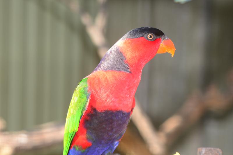 Purple-Bellied_Lory__Lorius_hypoinochrous__002.jpg