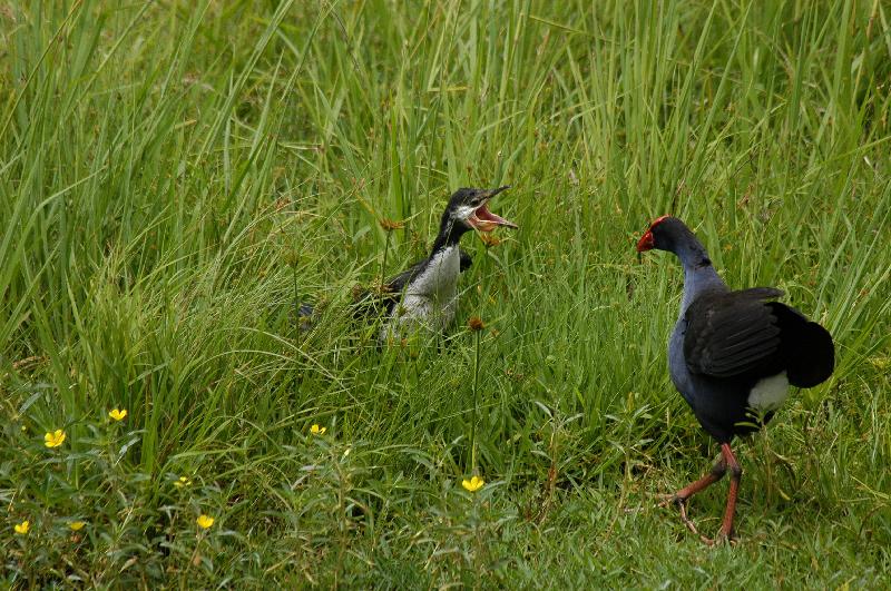 Purple_Swamphen__Porphyrio_porphyrio__001.jpg