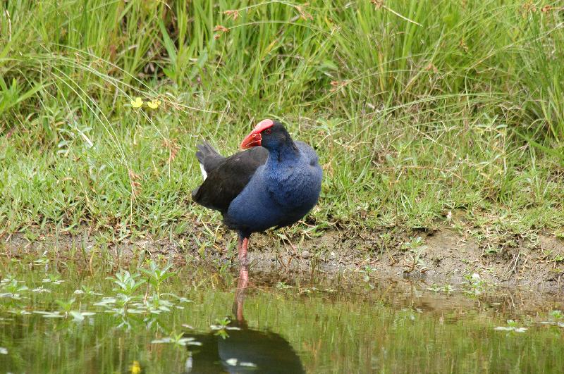 Purple_Swamphen__Porphyrio_porphyrio__002.jpg