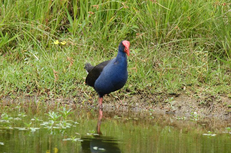 Purple_Swamphen__Porphyrio_porphyrio__003.jpg