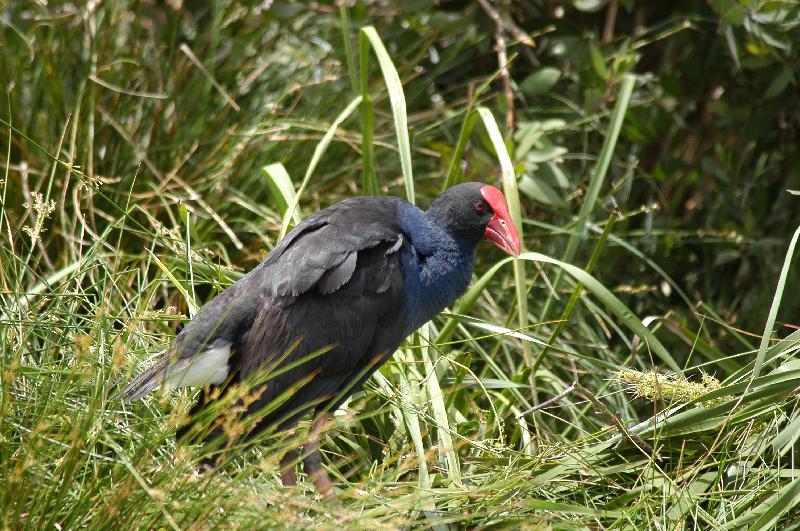 Purple_Swamphen__Porphyrio_porphyrio__004.jpg