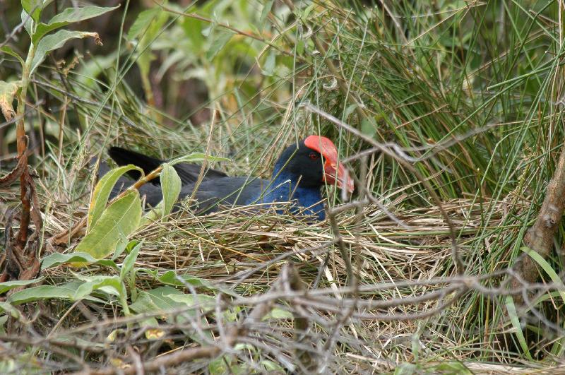 Purple_Swamphen__Porphyrio_porphyrio__005.jpg