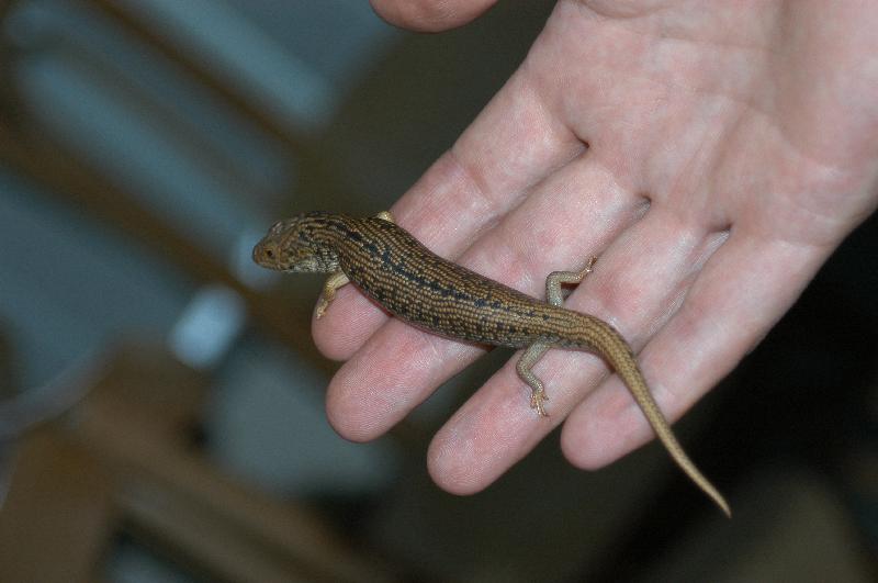 Pygmy_Blue-Tongued_Skink__Tiliqua_adelaidensis__001.jpg