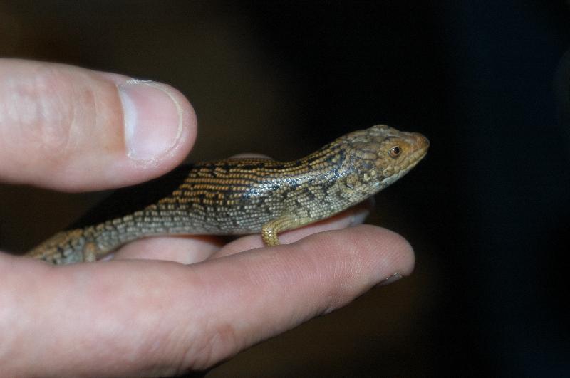 Pygmy_Blue-Tongued_Skink__Tiliqua_adelaidensis__002.jpg