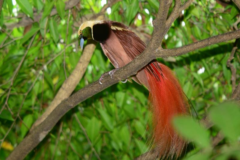 Raggiana_bird-of-paradise__Paradisaea_raggiana__002.jpg