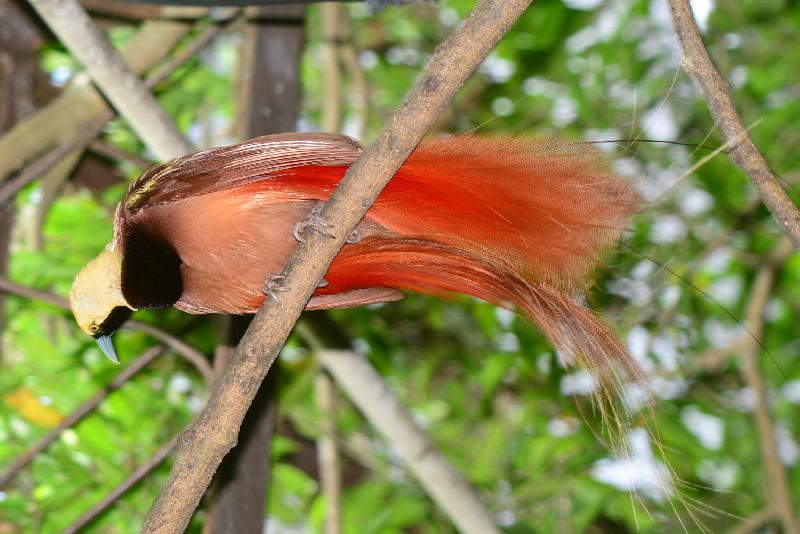 Raggiana_bird-of-paradise__Paradisaea_raggiana__003.jpg