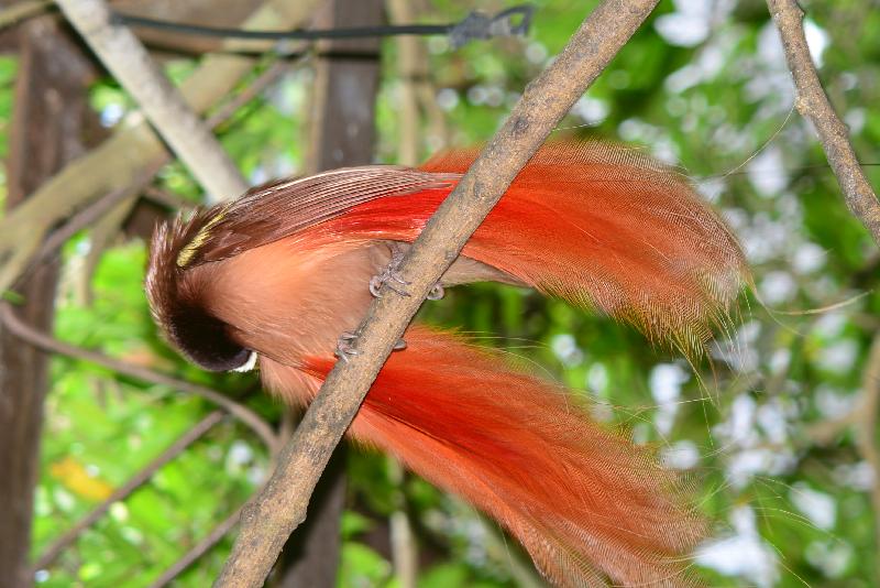 Raggiana_bird-of-paradise__Paradisaea_raggiana__004.jpg