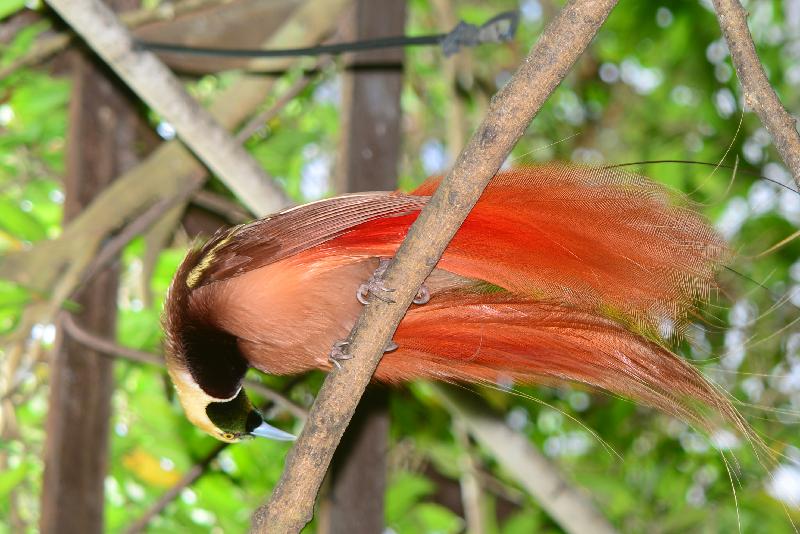 Raggiana_bird-of-paradise__Paradisaea_raggiana__005.jpg