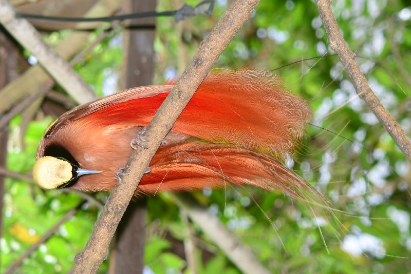 Raggiana_bird-of-paradise__Paradisaea_raggiana__006.jpg