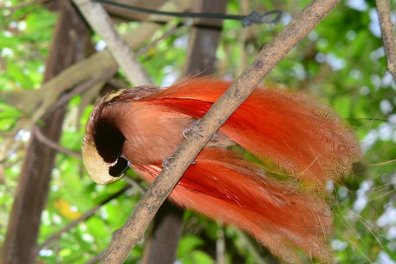 Raggiana_bird-of-paradise__Paradisaea_raggiana__007.jpg