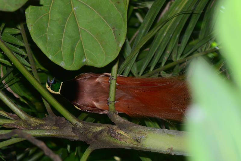 Raggiana_bird-of-paradise__Paradisaea_raggiana__008.jpg