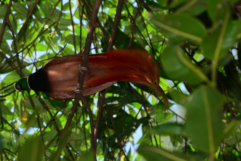 Raggiana_bird-of-paradise__Paradisaea_raggiana__009.jpg