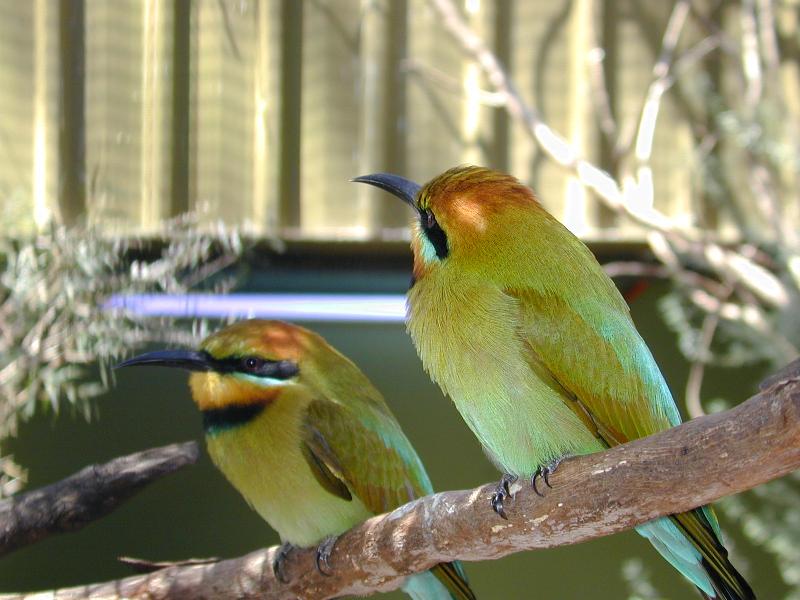 Rainbow_Bee-eater__Merops_ornatus__001.jpg