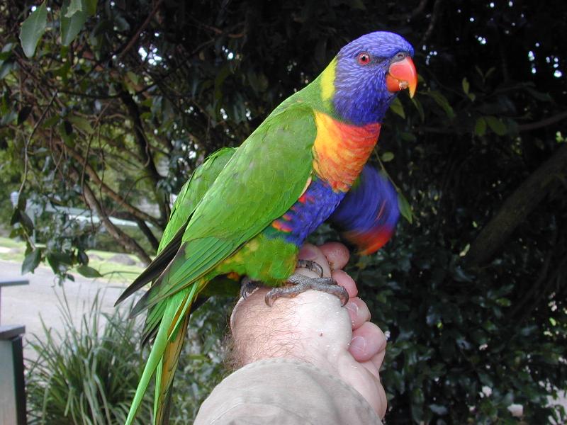 Rainbow_Lorikeet__Trichoglossus_haematodus__001.jpg