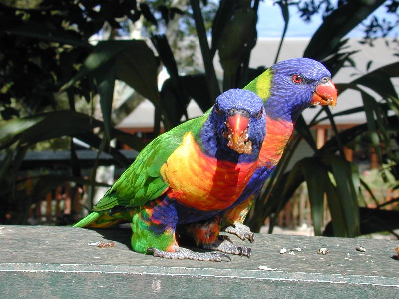 Rainbow_Lorikeet__Trichoglossus_haematodus__002.jpg