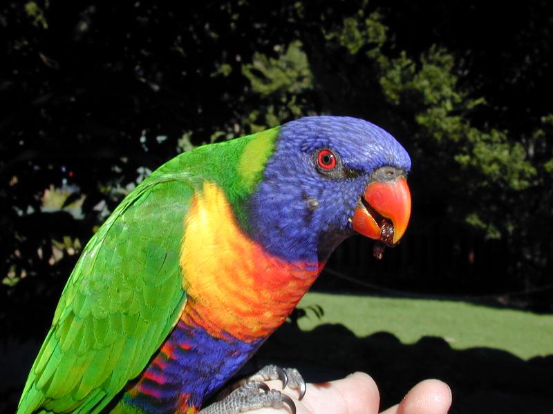 Rainbow_Lorikeet__Trichoglossus_haematodus__003.jpg