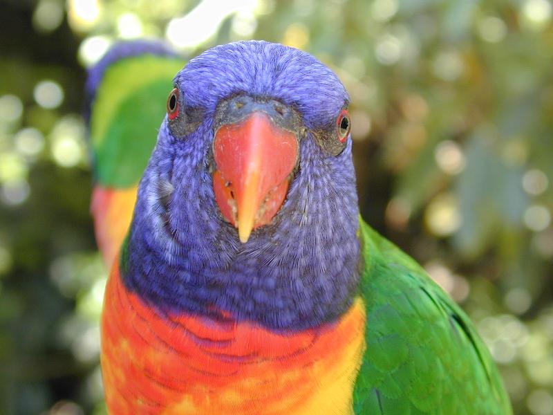 Rainbow_Lorikeet__Trichoglossus_haematodus__004.jpg