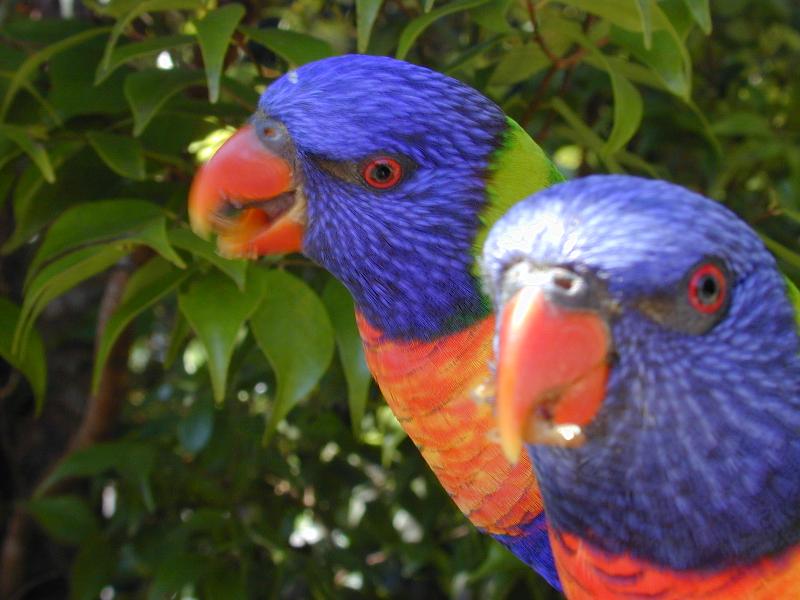 Rainbow_Lorikeet__Trichoglossus_haematodus__005.jpg