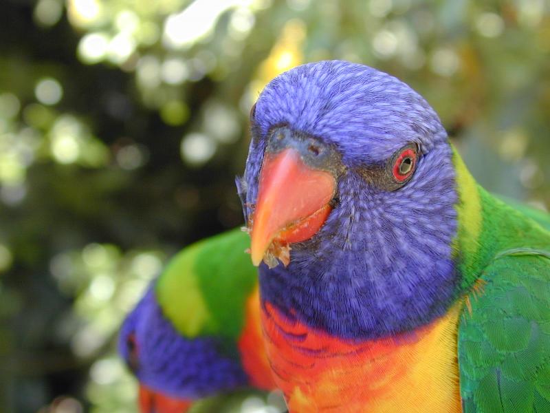 Rainbow_Lorikeet__Trichoglossus_haematodus__006.jpg