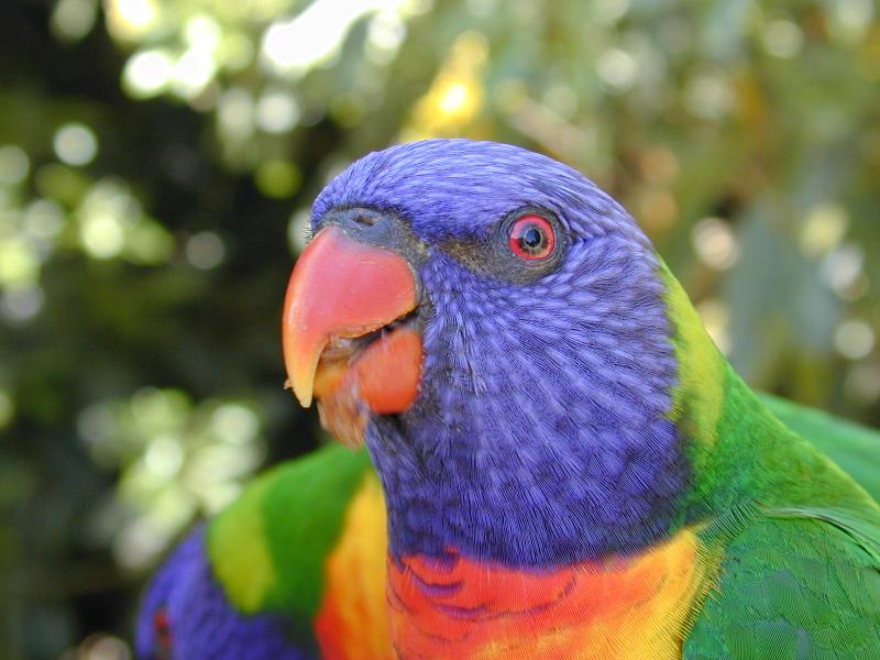 Rainbow_Lorikeet__Trichoglossus_haematodus__007.jpg