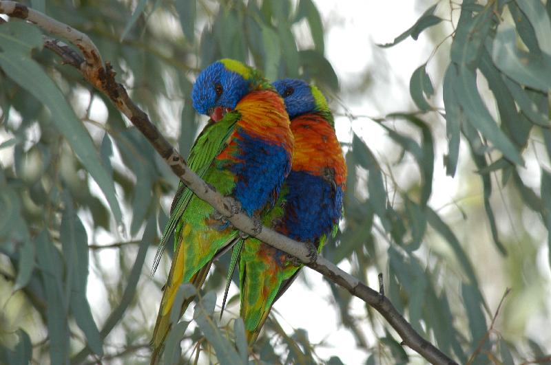 Rainbow_Lorikeet__Trichoglossus_haematodus__008.jpg