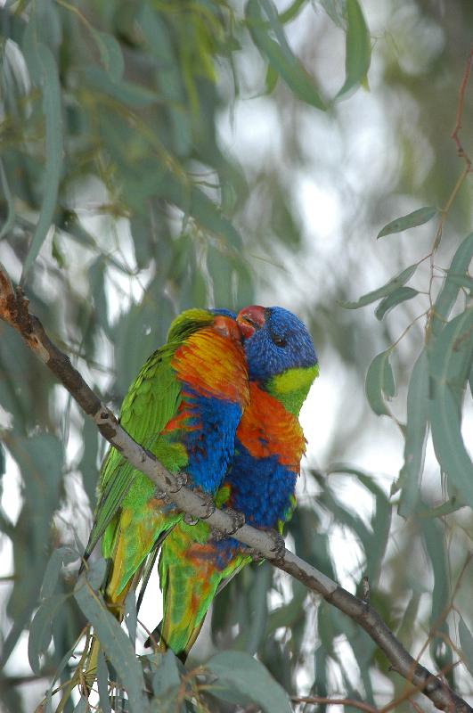 Rainbow_Lorikeet__Trichoglossus_haematodus__009.jpg