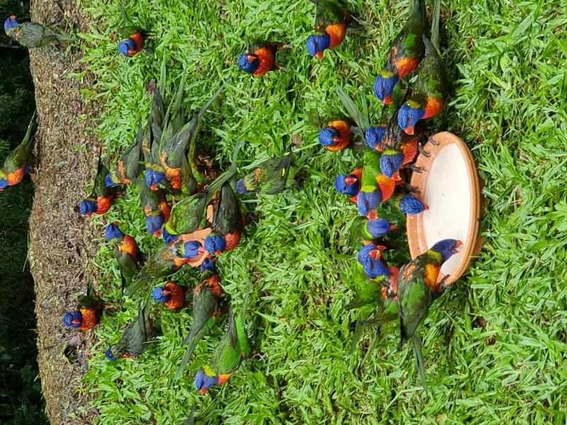 Rainbow_Lorikeet__Trichoglossus_haematodus__010.jpg