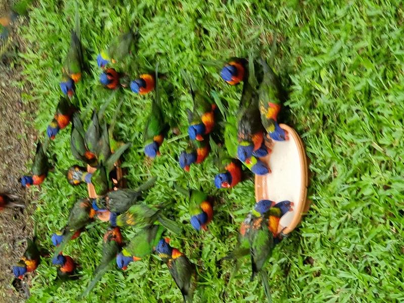 Rainbow_Lorikeet__Trichoglossus_haematodus__011.jpg