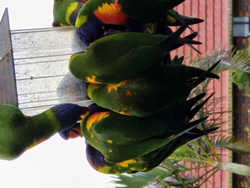Rainbow_Lorikeet__Trichoglossus_haematodus__018.jpg