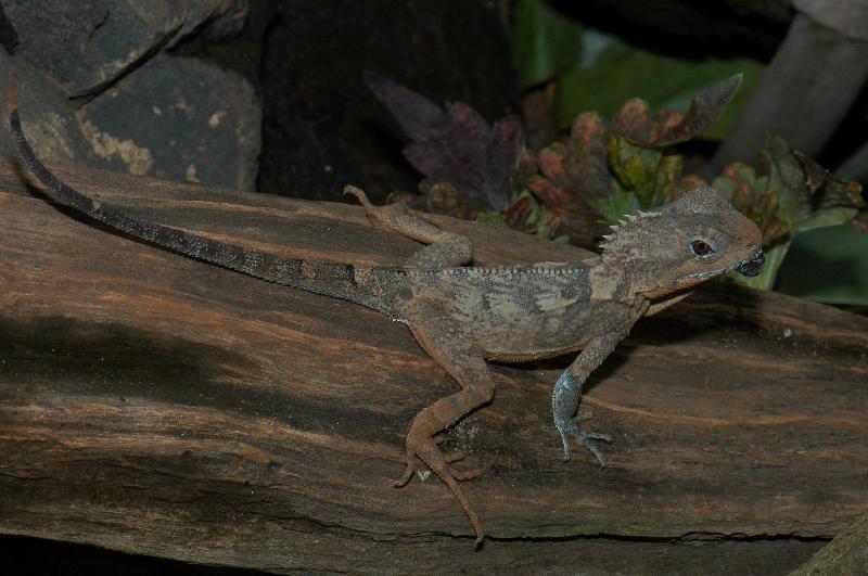 Rainforest_Dragon__Hypsilurus_spinipes__007.jpg