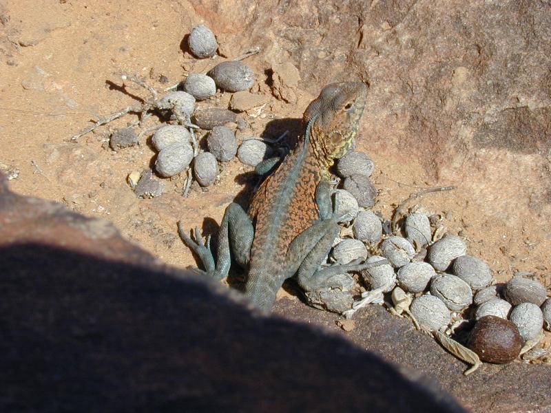 Red-Barred_Dragon__Ctenophorus_vadnappa__001.jpg