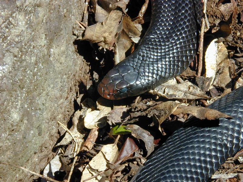 Red-Bellied_Black_Snake__Pseudechis_porphyriacus__002.jpg