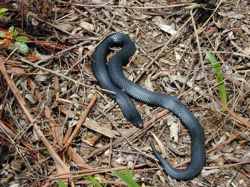 Red-Bellied_Black_Snake__Pseudechis_porphyriacus__003.jpg