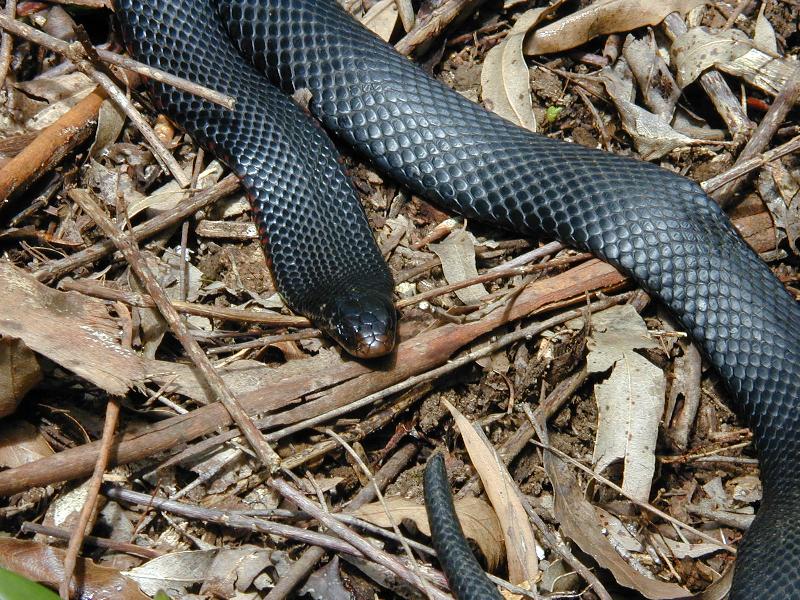 Red-Bellied_Black_Snake__Pseudechis_porphyriacus__004.jpg