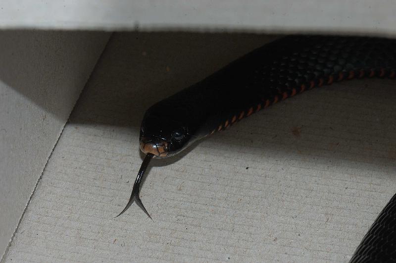 Red-Bellied_Black_Snake__Pseudechis_porphyriacus__007.jpg