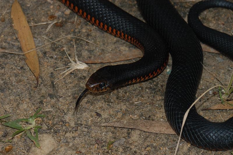 Red-Bellied_Black_Snake__Pseudechis_porphyriacus__008.jpg