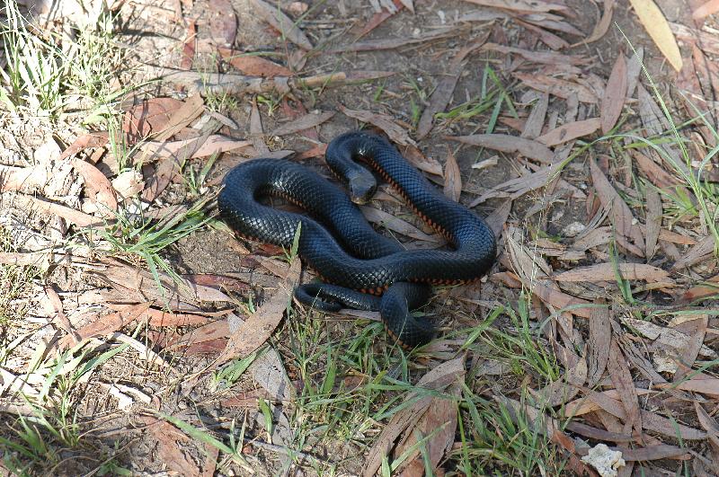 Red-Bellied_Black_Snake__Pseudechis_porphyriacus__009.jpg