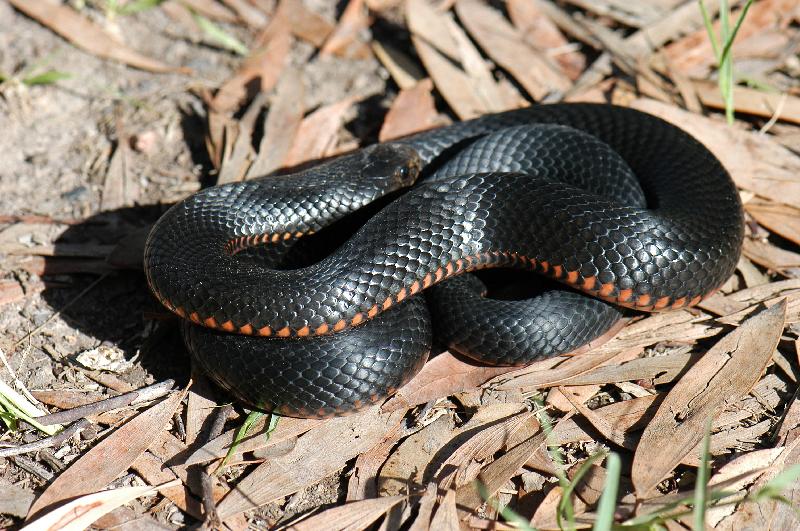 Red-Bellied_Black_Snake__Pseudechis_porphyriacus__010.jpg