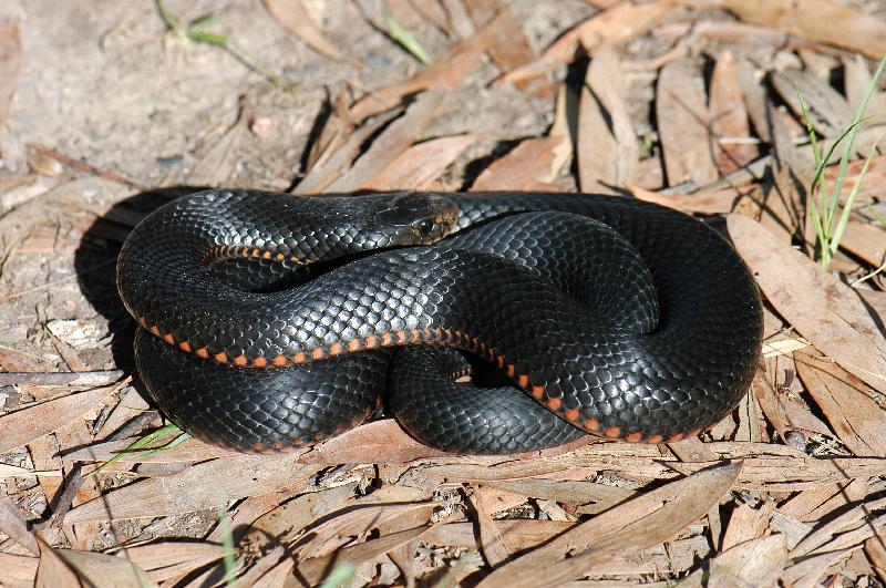 Red-Bellied_Black_Snake__Pseudechis_porphyriacus__012.jpg