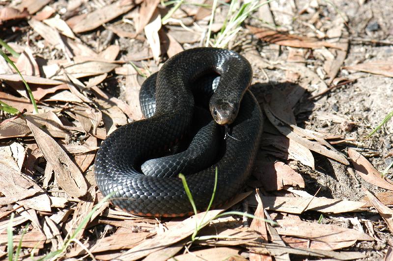 Red-Bellied_Black_Snake__Pseudechis_porphyriacus__014.jpg