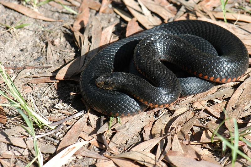 Red-Bellied_Black_Snake__Pseudechis_porphyriacus__015.jpg