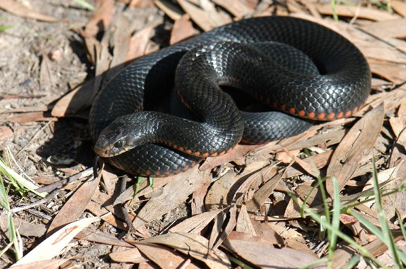 Red-Bellied_Black_Snake__Pseudechis_porphyriacus__016.jpg