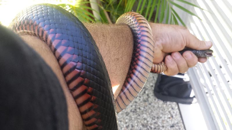 Red-Bellied_Black_Snake__Pseudechis_porphyriacus__020.jpg