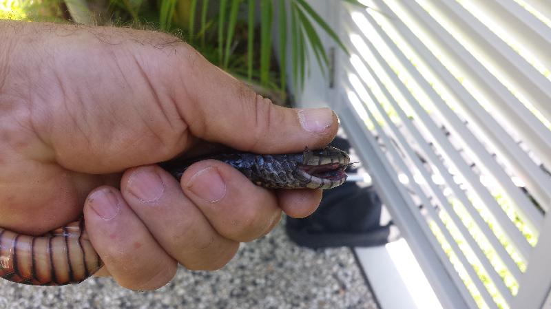 Red-Bellied_Black_Snake__Pseudechis_porphyriacus__022.jpg