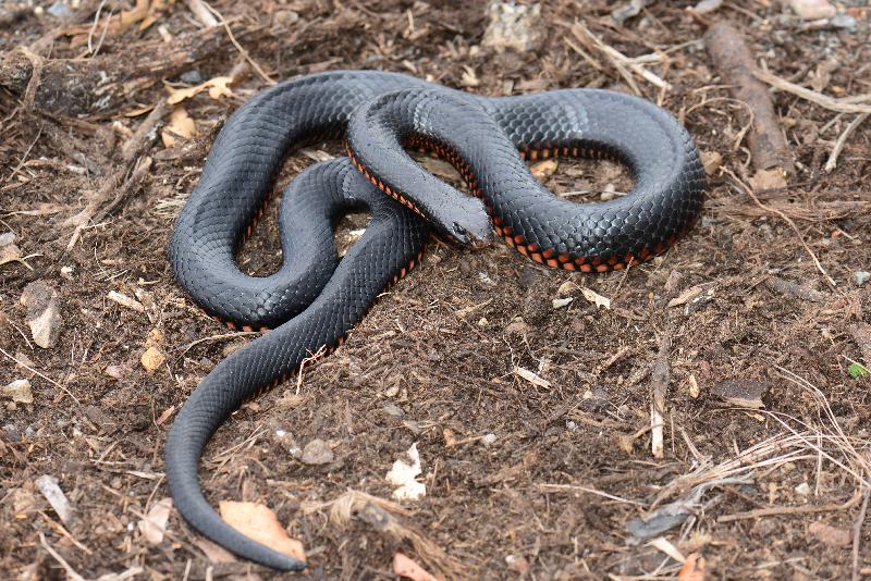 Red-Bellied_Black_Snake__Pseudechis_porphyriacus__028.jpg